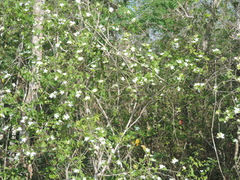 Casearia yucatanensis