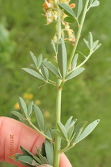 Crotalaria globifera
