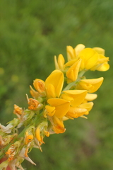 Crotalaria globifera