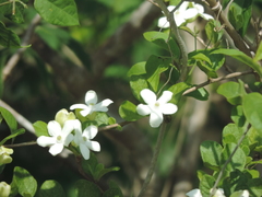 Casearia yucatanensis