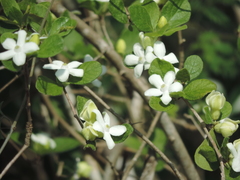Casearia yucatanensis