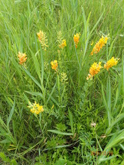 Crotalaria globifera