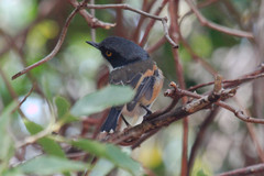 Batis capensis