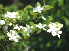 Casearia yucatanensis