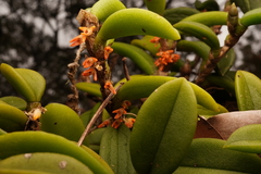 Bulbophyllum schillerianum