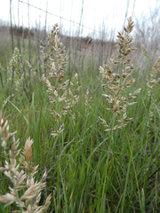 Poa arachnifera
