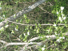 Casearia yucatanensis