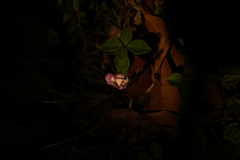 Sarcochilus ceciliae