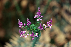 Comesperma ericinum