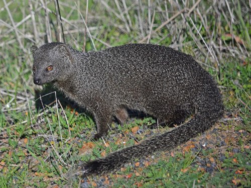 Cape Grey Mongoose, photo 6 of 9