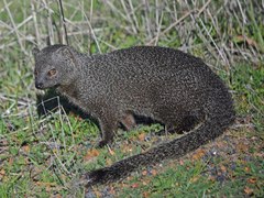 Cape Gray Mongoose photo 5