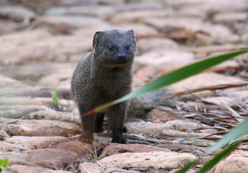 Cape Grey Mongoose, photo 5 of 9