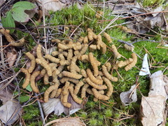 Canachites canadensis