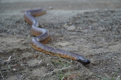 Aspidites melanocephalus