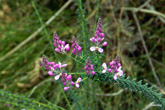 Comesperma ericinum