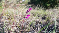 Polygala nicaeensis