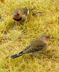 Colaptes auratus luteus