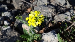 Biscutella cichoriifolia