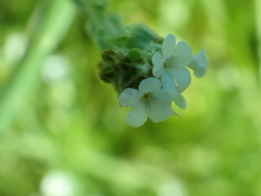 Plagiobothrys greenei