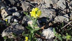 Biscutella cichoriifolia