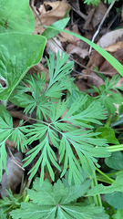 Dicentra canadensis