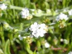 Plagiobothrys greenei