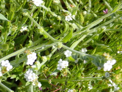 Plagiobothrys greenei