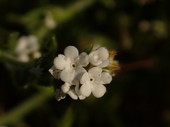 Plagiobothrys greenei