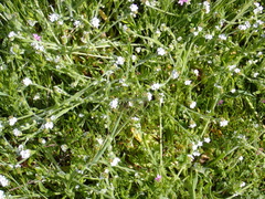 Plagiobothrys greenei