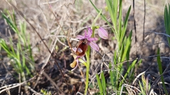 Ophrys bertolonii flavicans