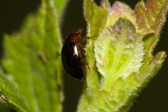 Lioplacis