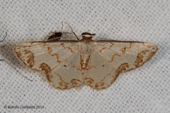 Idaea incanata