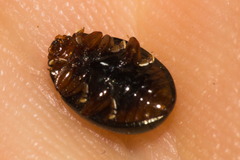 Lioplacis
