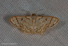 Idaea macouma