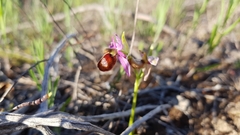 Ophrys bertolonii flavicans