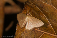 Pleuroprucha hypoxia