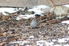 Zonotrichia albicollis