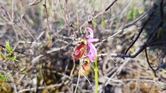 Ophrys bertolonii flavicans