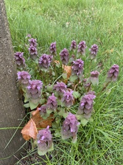 Lamium purpureum