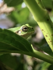 Hyla japonica