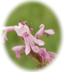 Striga bilabiata bilabiata