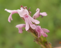Striga bilabiata bilabiata