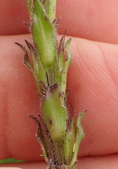 Striga bilabiata bilabiata