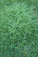 Plagiobothrys greenei