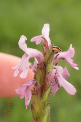 Striga bilabiata bilabiata