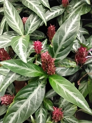 Porphyrocoma pohliana