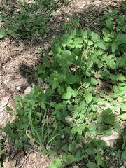 Calyptocarpus vialis