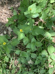 Calyptocarpus vialis