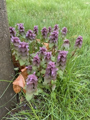 Lamium purpureum