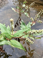 Persicaria acuminata